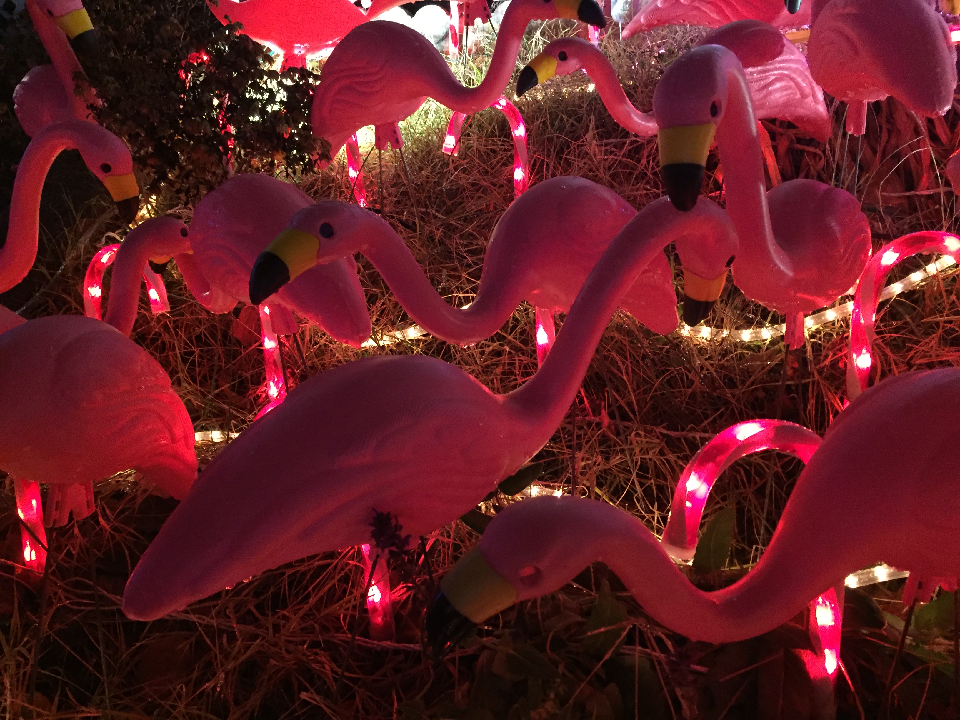 Flock of flamingos, Hampden, MD
